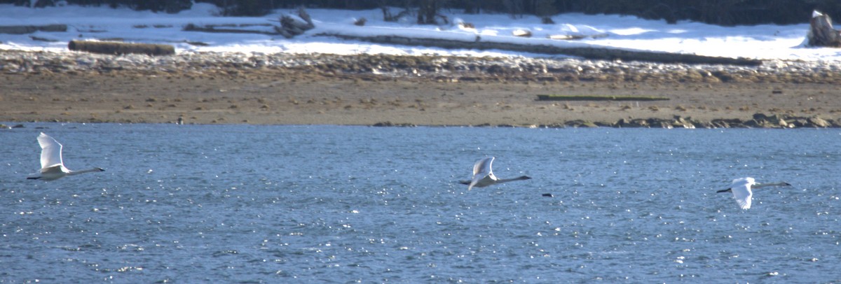 Trumpeter Swan - Walter Thorne