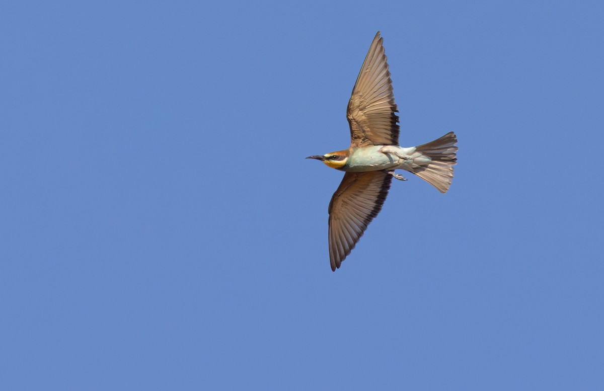 European Bee-eater - Lars Petersson | My World of Bird Photography