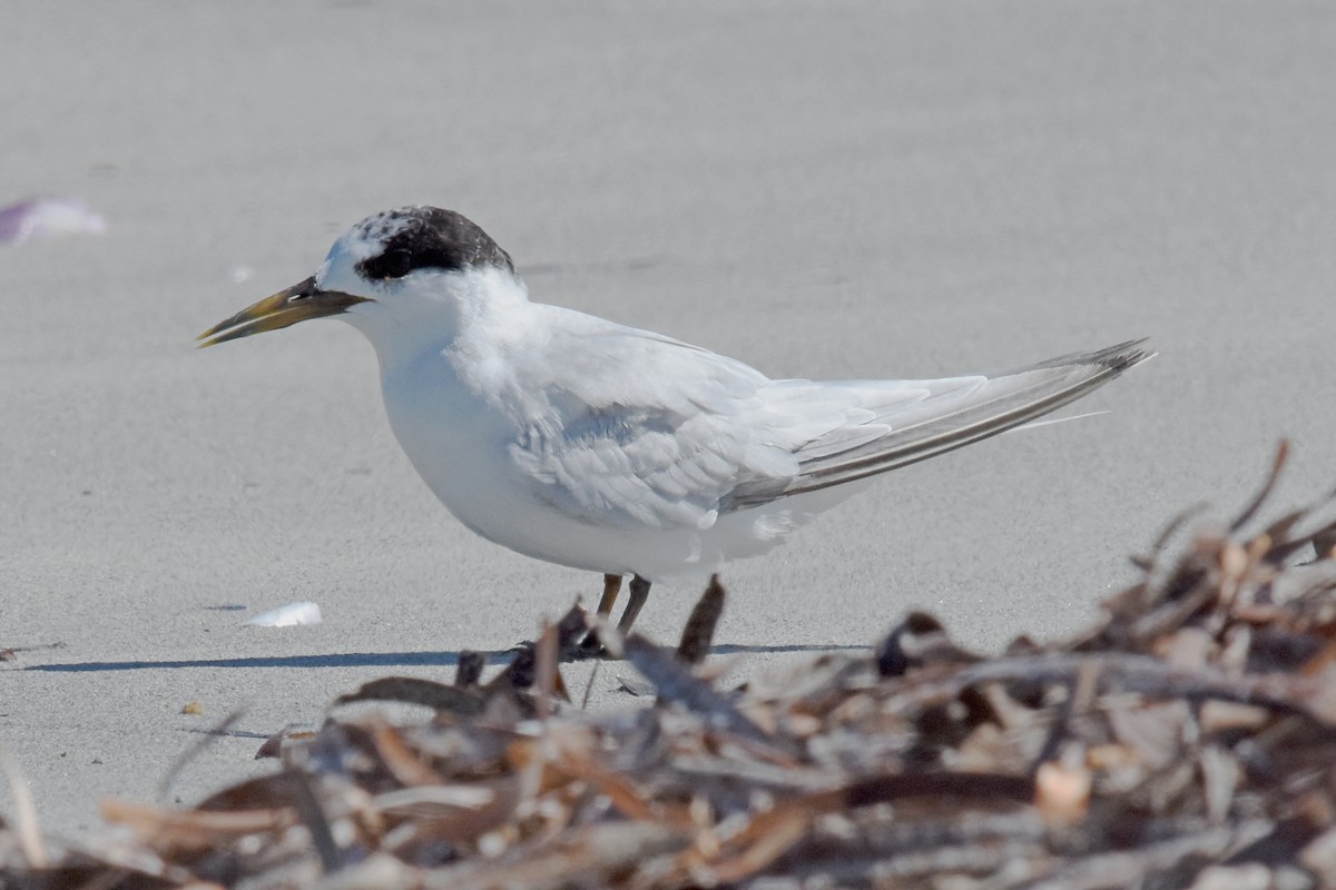 Australian Fairy Tern - Geoffrey Groom