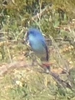 Mountain Bluebird - ML542333151