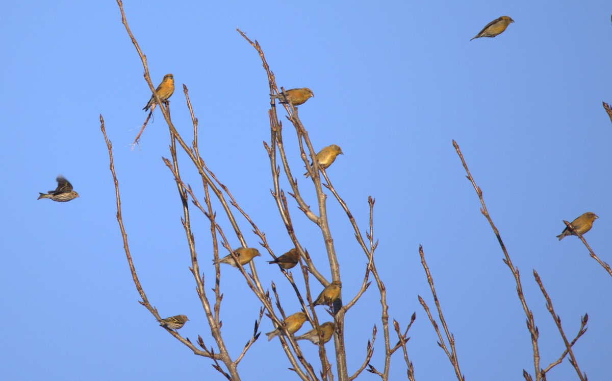 Red Crossbill - ML542333241