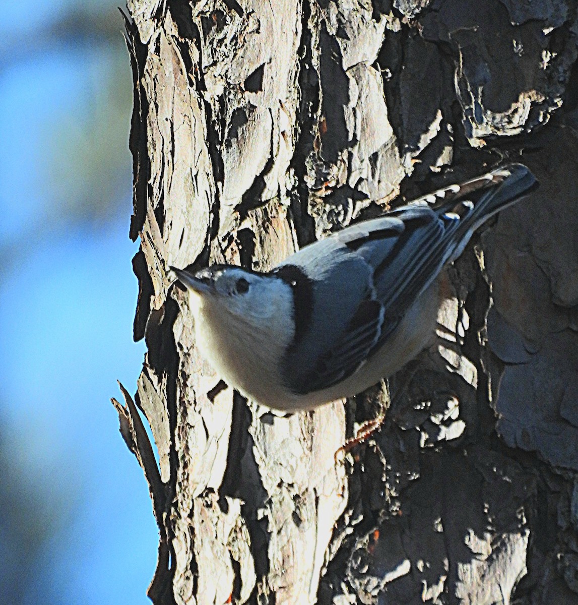 White-breasted Nuthatch - ML542334121