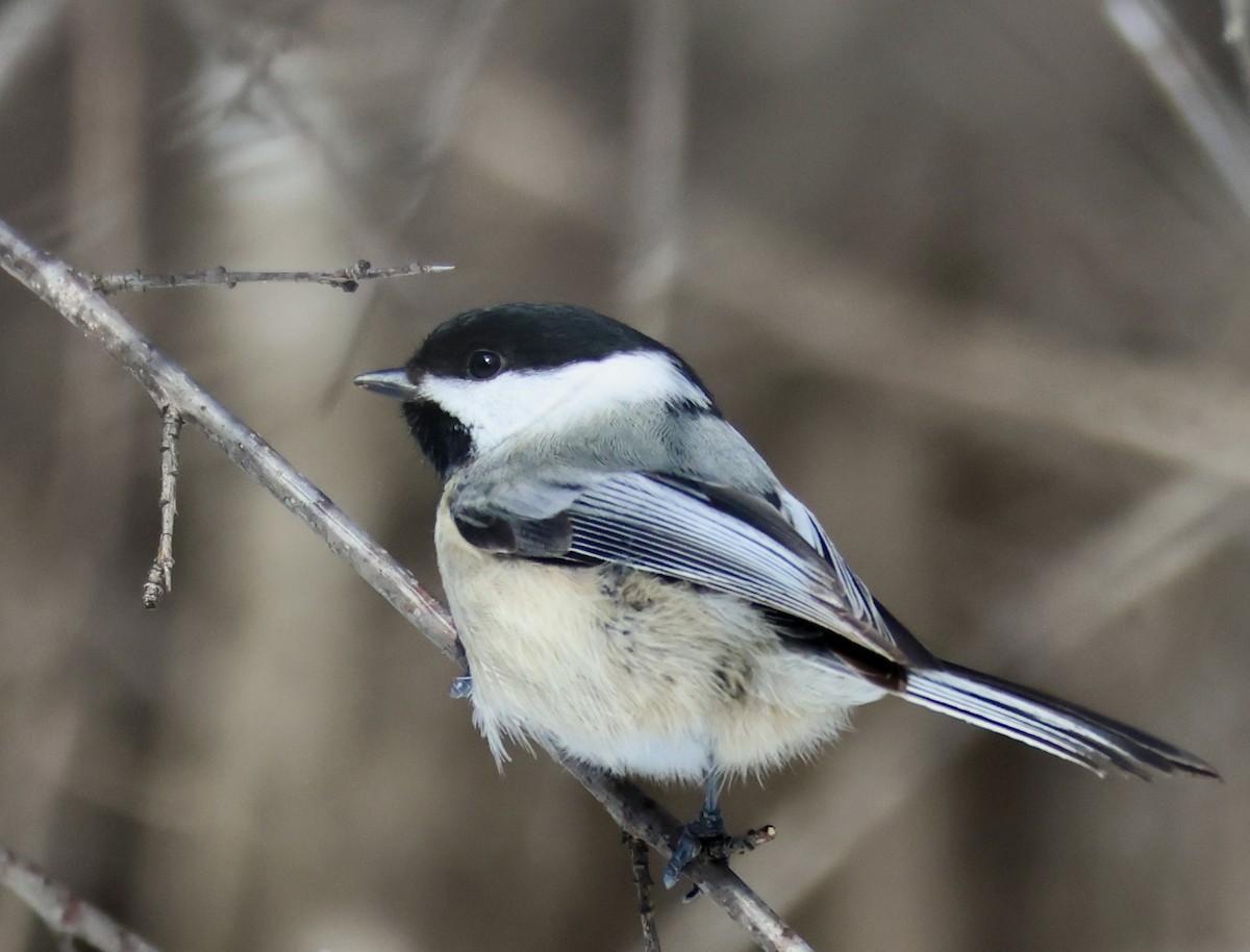 Black-capped Chickadee - Charlie   Nims