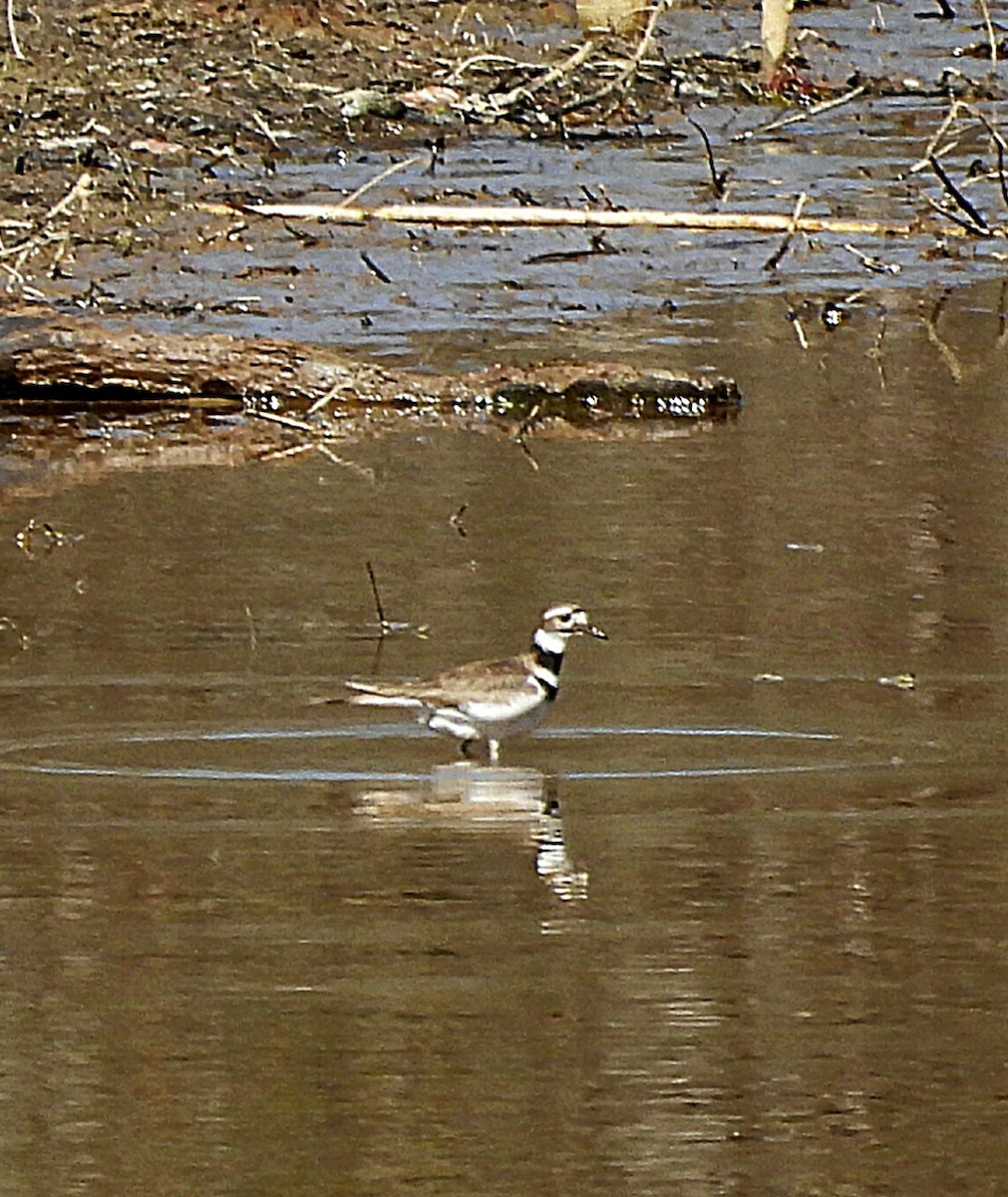 Killdeer - ML542336391