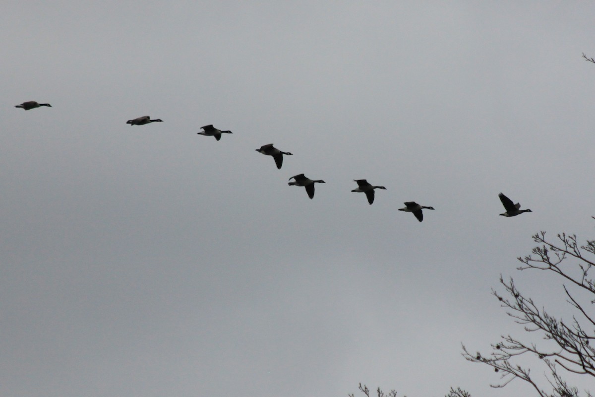 Канад галуу - ML542336911