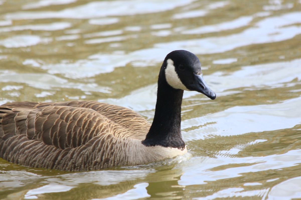 Канад галуу - ML542336921