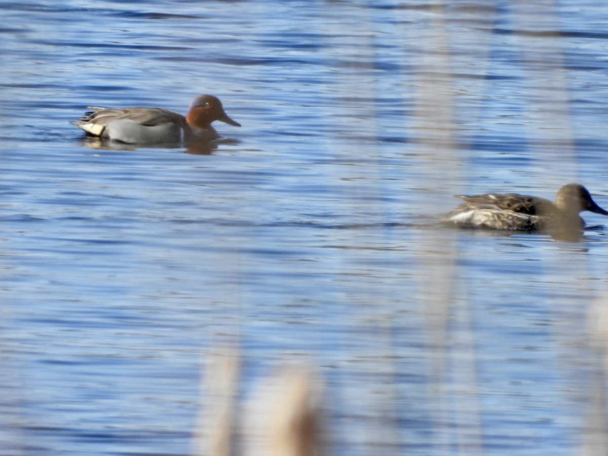 Green-winged Teal - ML542338361