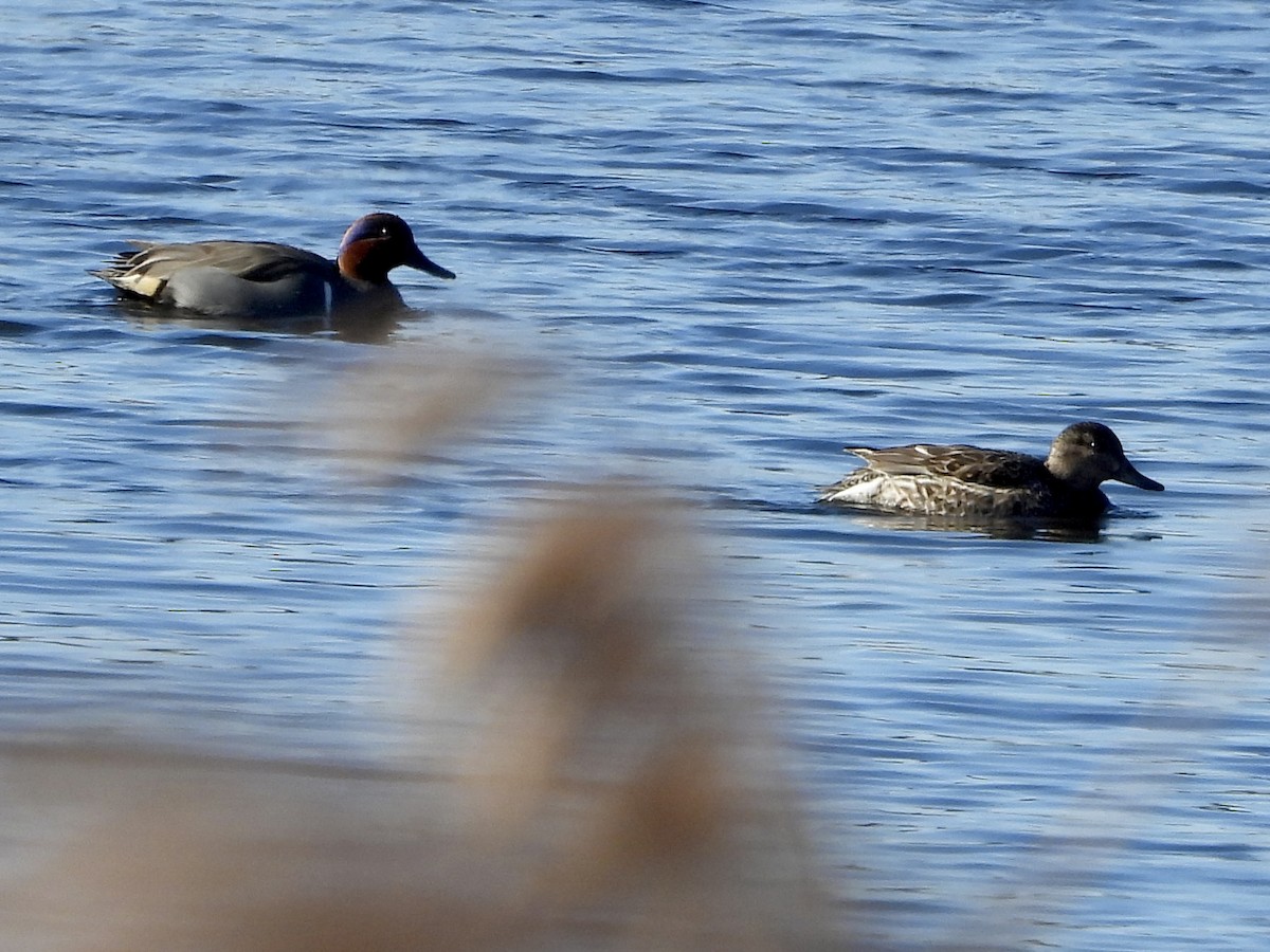 Green-winged Teal - ML542338371