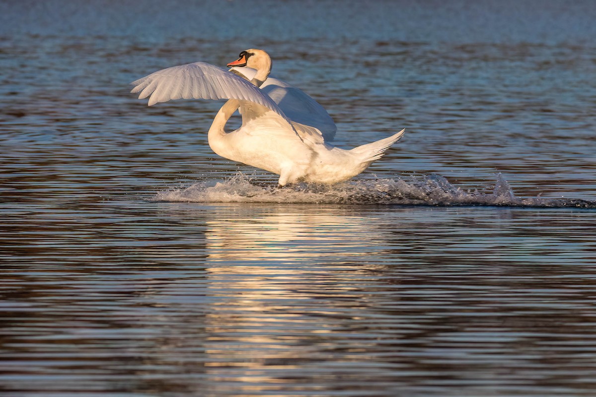 Mute Swan - ML542339231