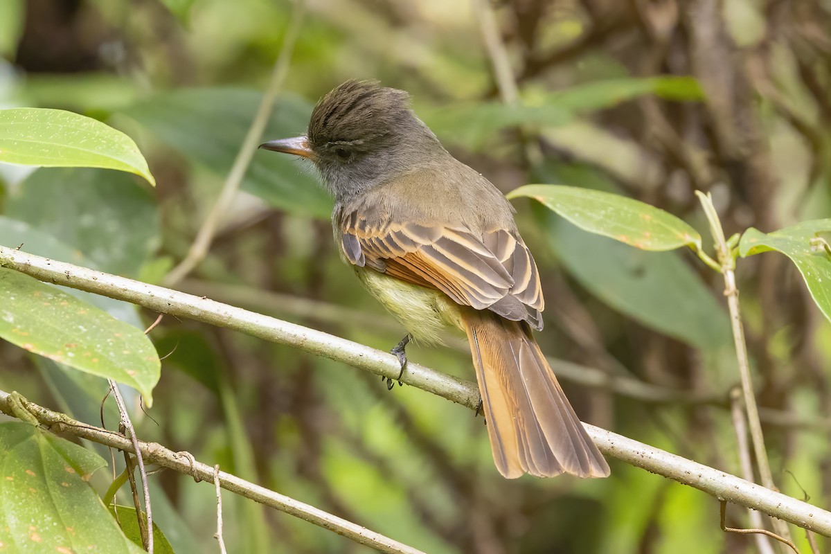 Rufous-tailed Flycatcher - Peter Hawrylyshyn