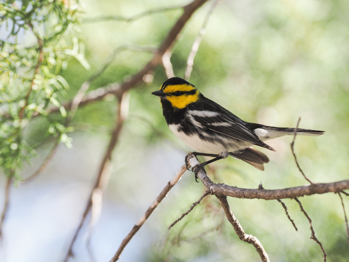 Golden-cheeked Warbler - ML542341701