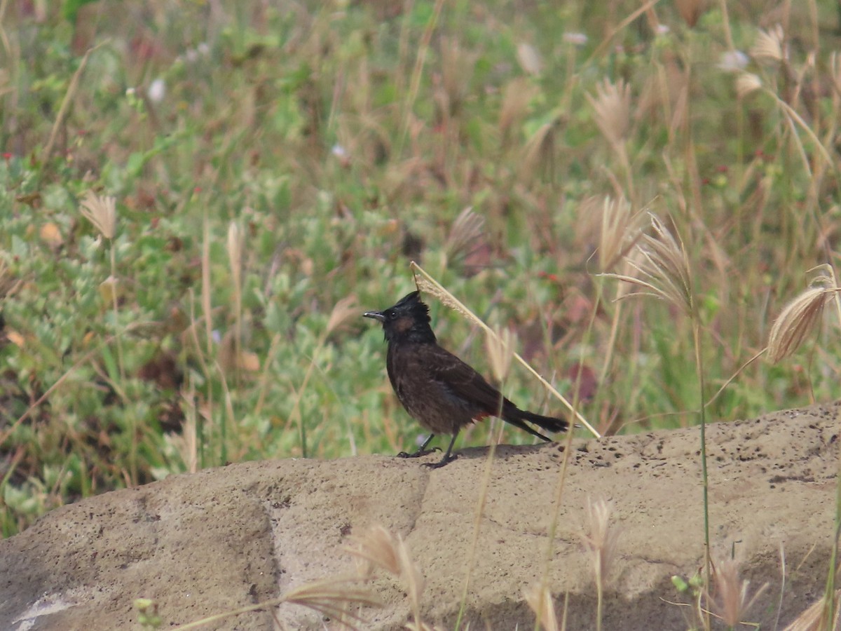 Red-vented Bulbul - ML542342591