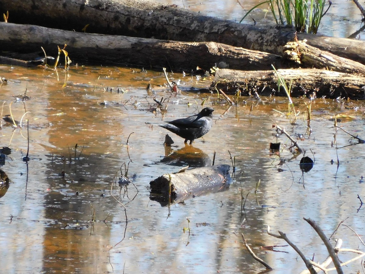 Rusty Blackbird - ML542343181