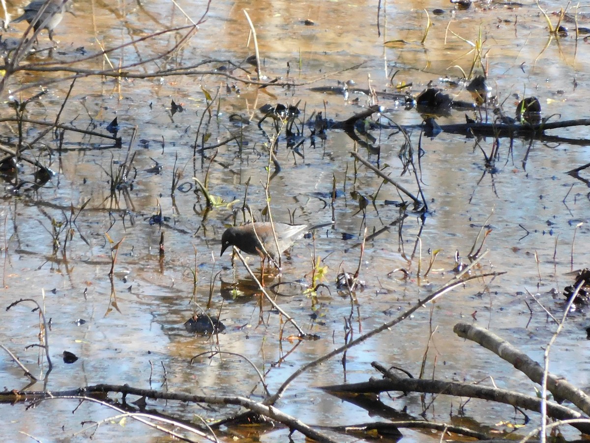 Rusty Blackbird - ML542343351