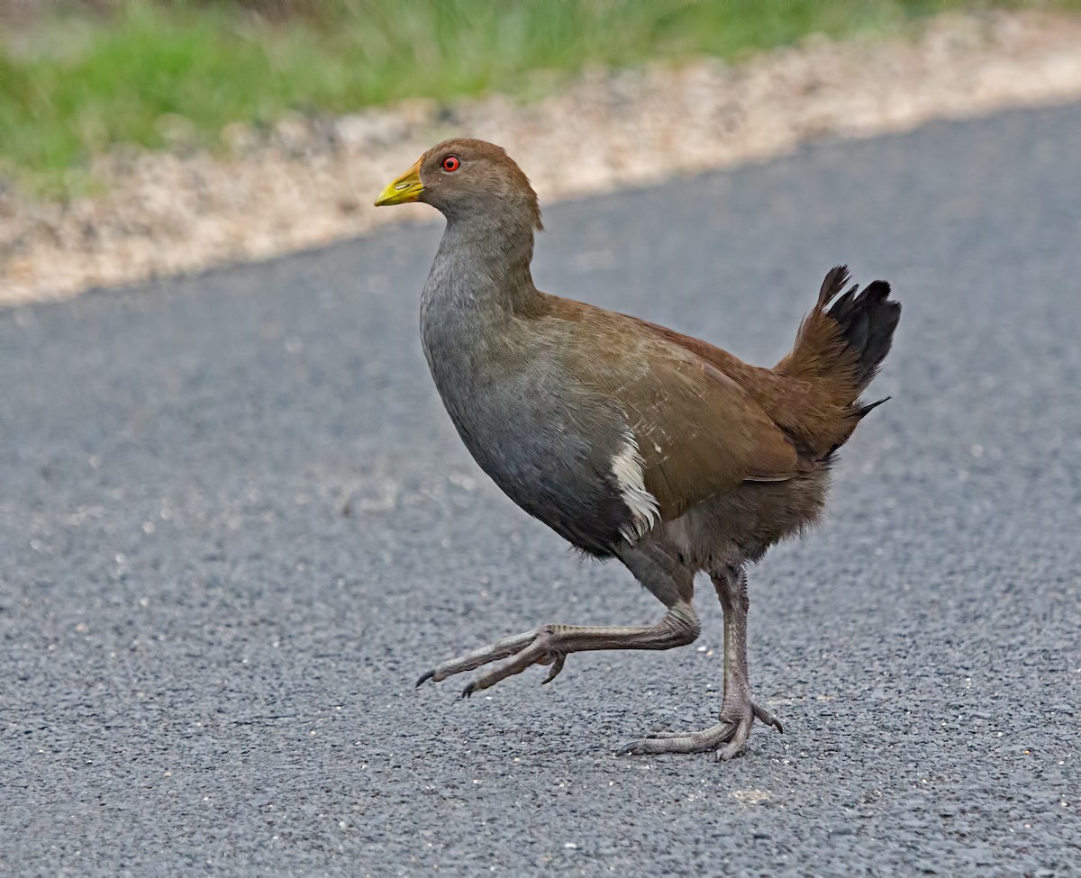 Grünfuß-Teichhuhn - ML54234421