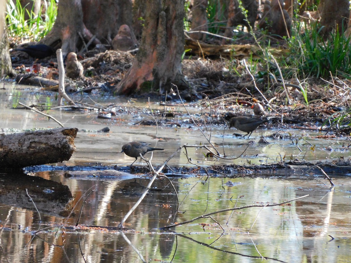Rusty Blackbird - ML542344271