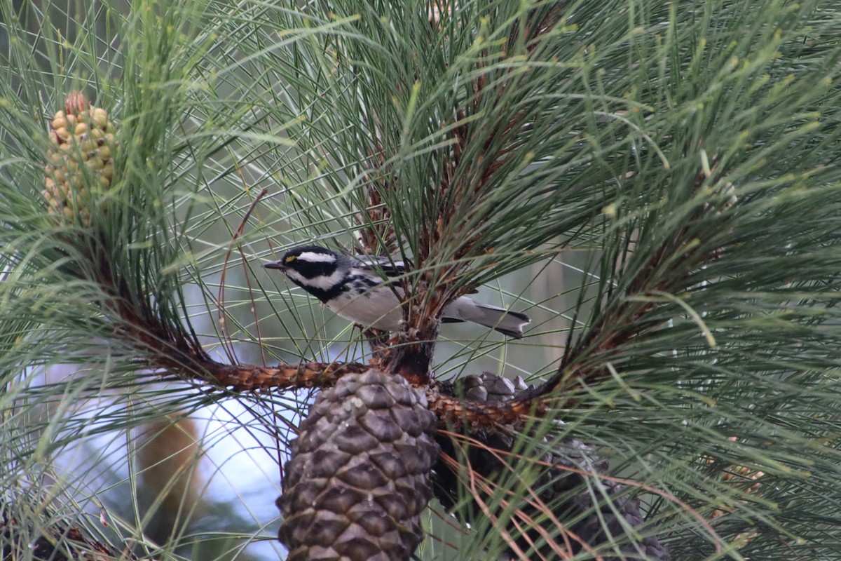 Black-throated Gray Warbler - ML542345061