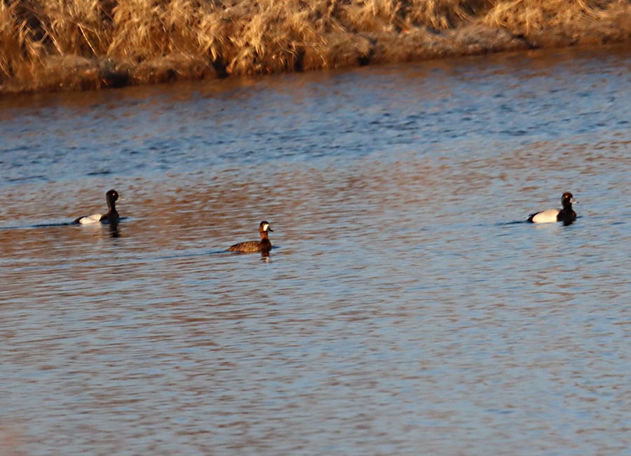 Greater Scaup - John Bissell