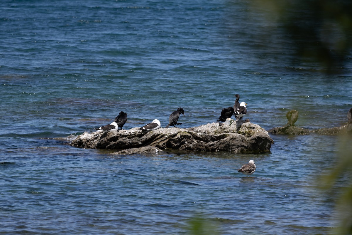 Neotropic Cormorant - ML542345311