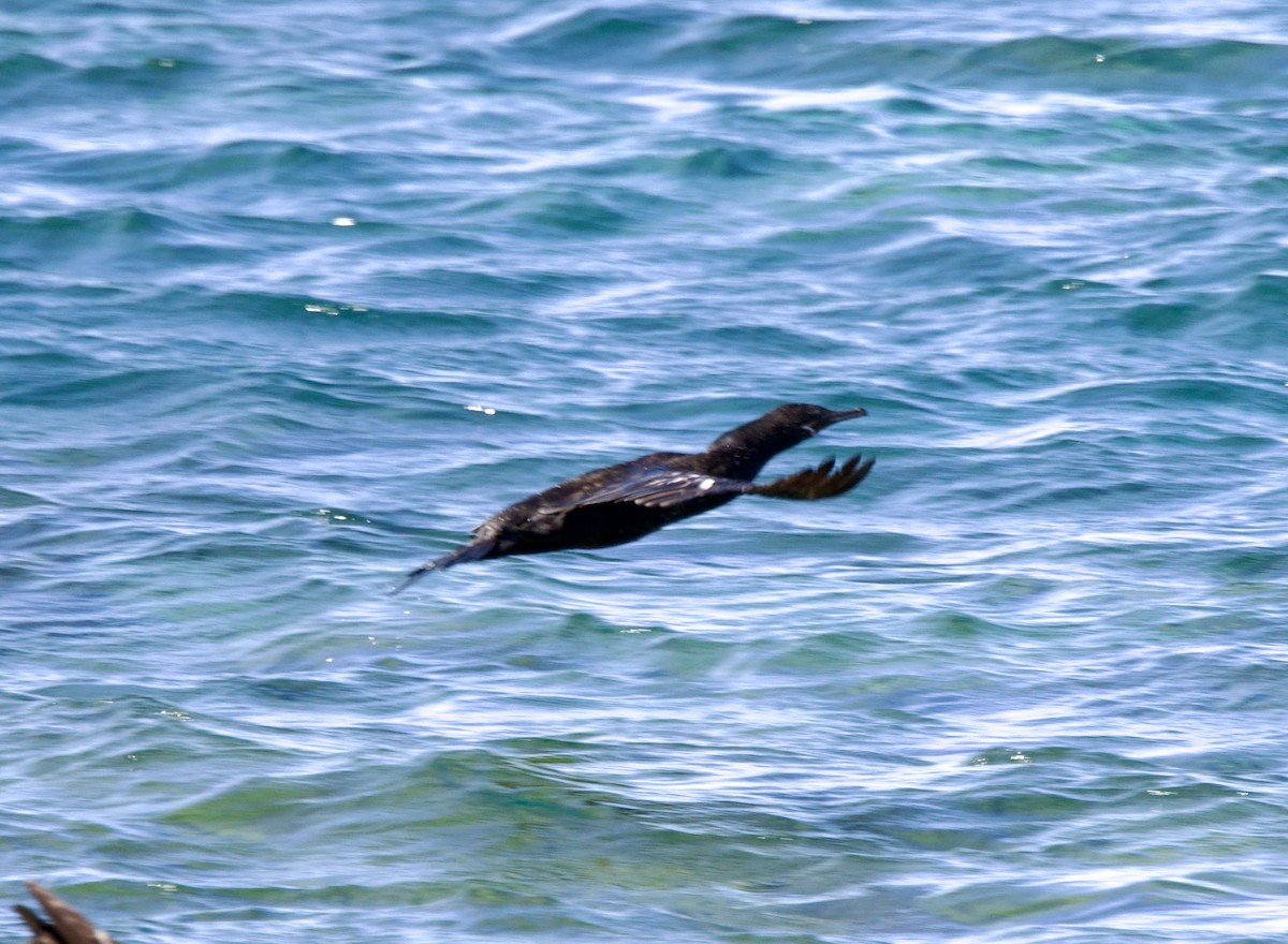 Neotropic Cormorant - ML542345321