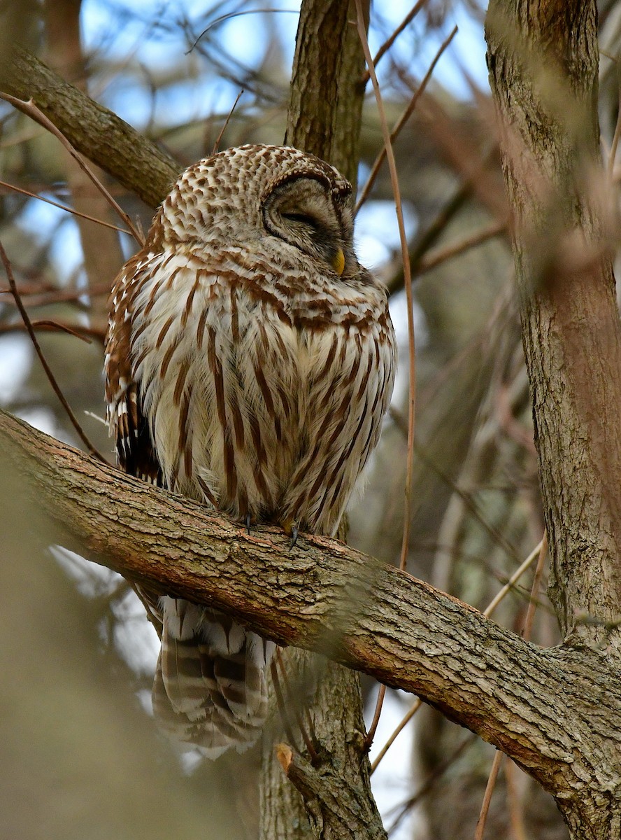 Barred Owl - ML542345401