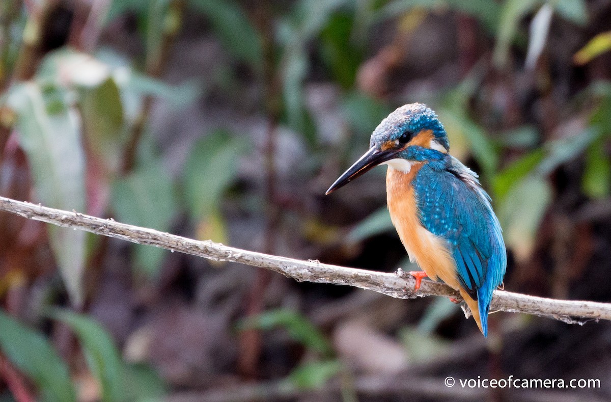 Common Kingfisher - ML54234651