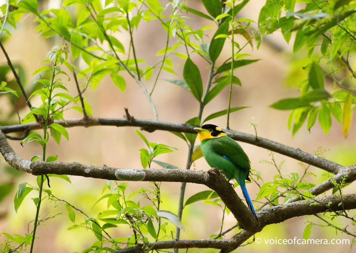 Long-tailed Broadbill - ML54234681