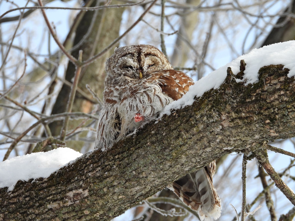 Barred Owl - Sylvain Proulx