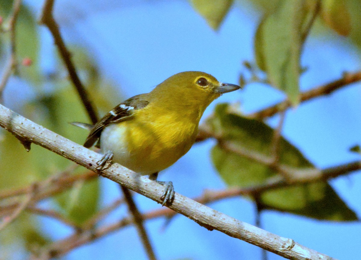 Yellow-throated Vireo - ML542347671