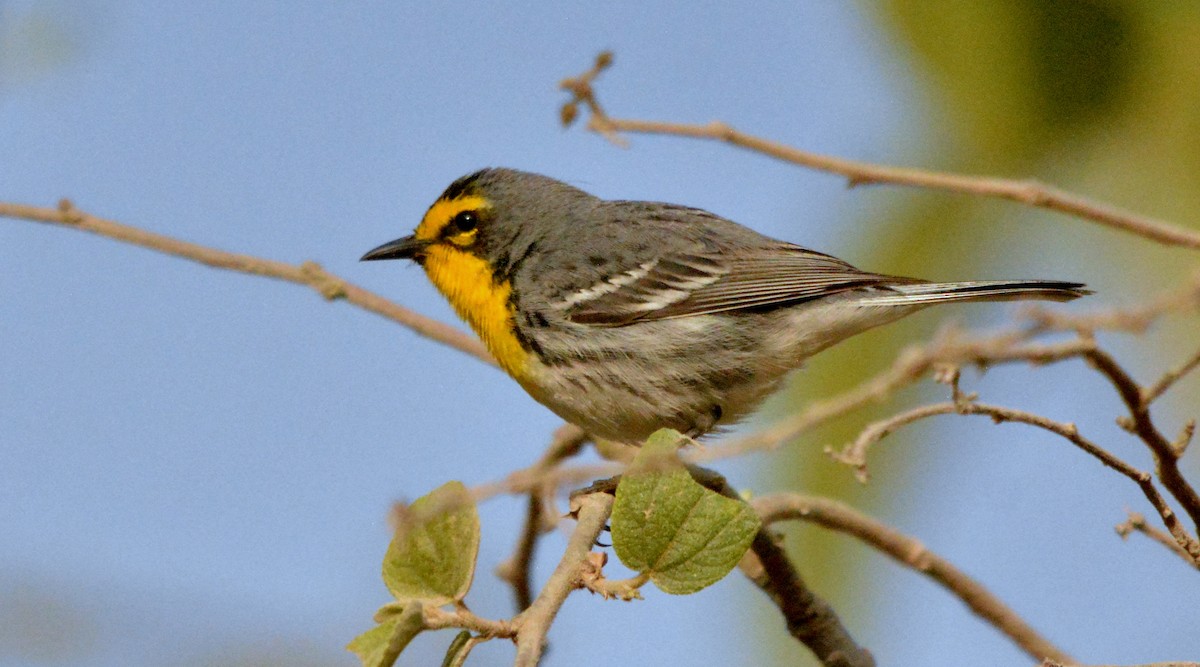 Grace's Warbler - Ricardo Aguilar