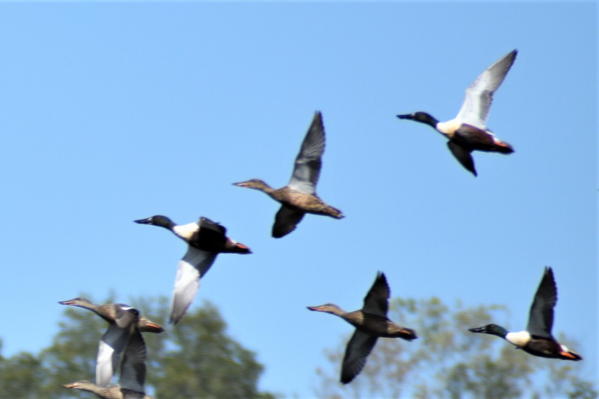 Northern Shoveler - ML542348101