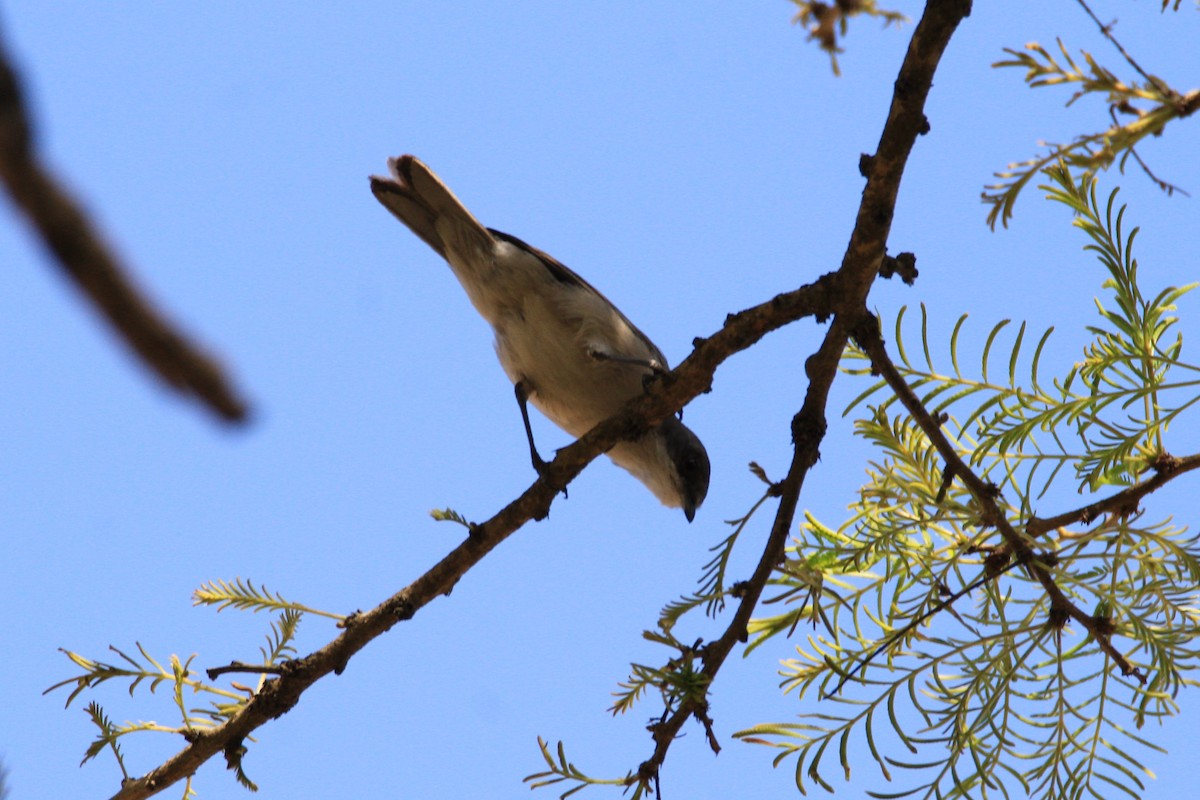 Lesser Whitethroat (Hume's) - ML54234871
