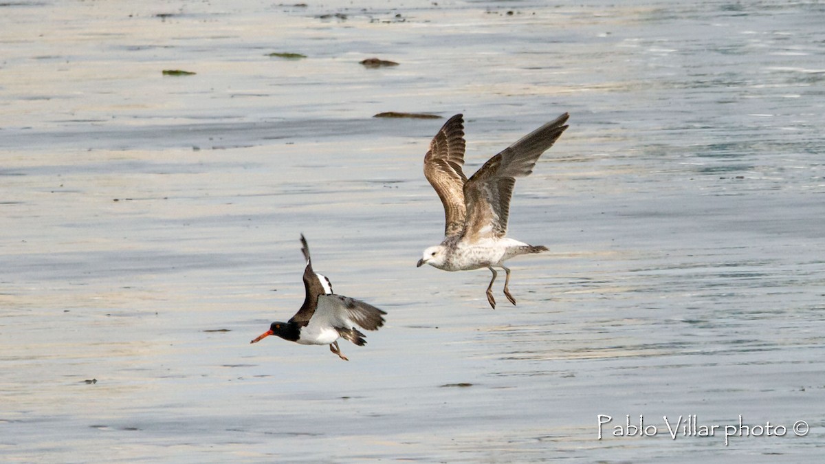 Kelp Gull - ML542348911