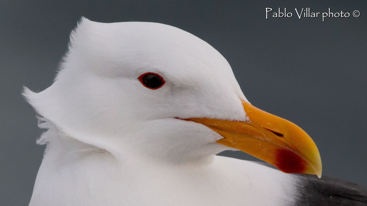 Kelp Gull - ML542348951