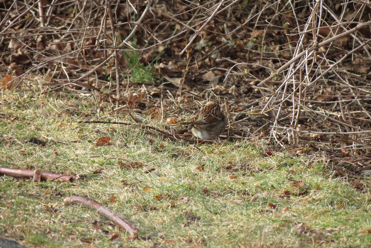 White-throated Sparrow - ML542349461