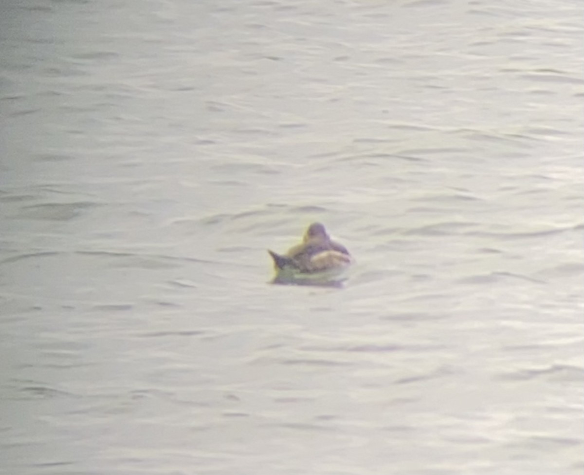 Ruddy Duck - ML542350311