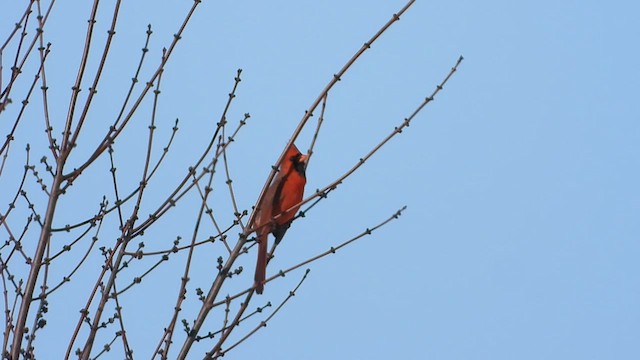 Northern Cardinal - ML542350571