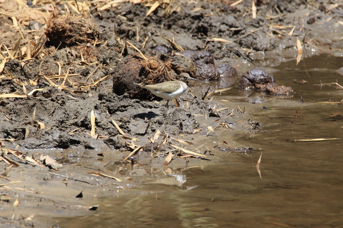 Common Sandpiper - ML54235081