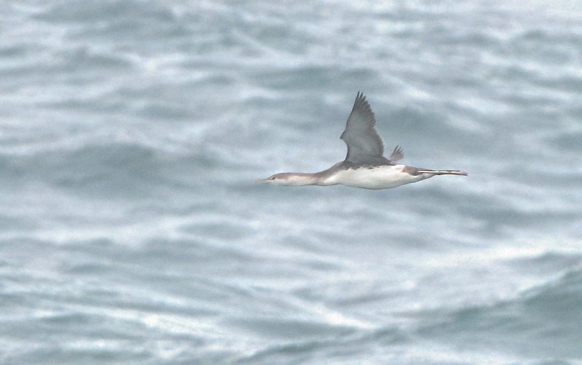 Red-throated Loon - ML542351111