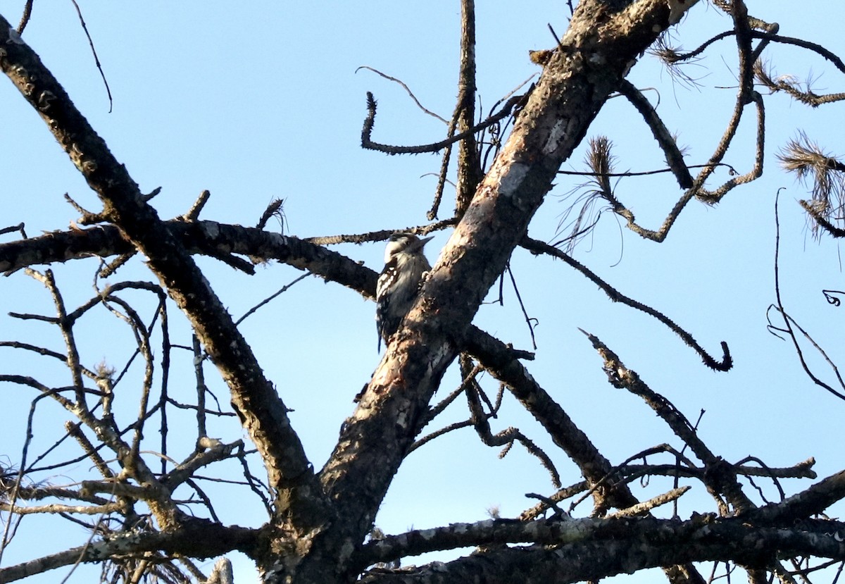 Gray-capped Pygmy Woodpecker - John Bruin