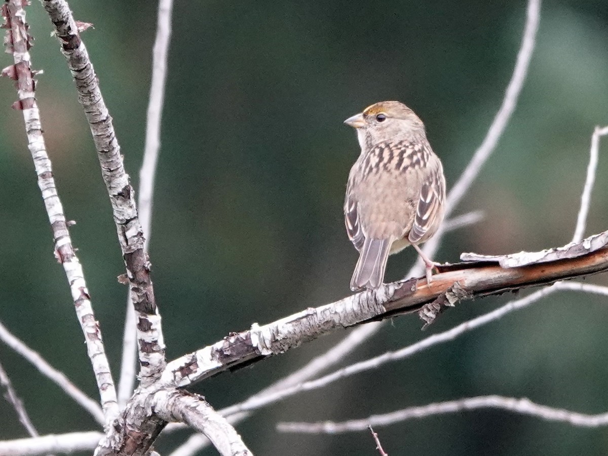 Golden-crowned Sparrow - ML542351451