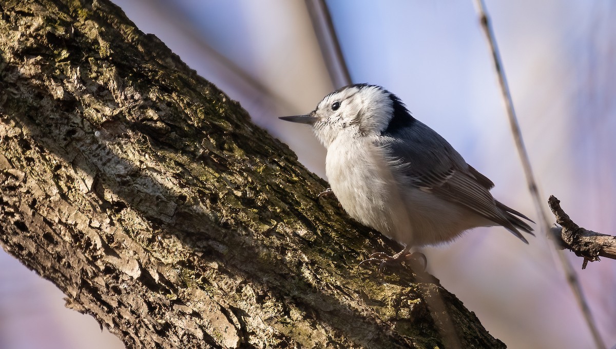 White-breasted Nuthatch - ML542351511