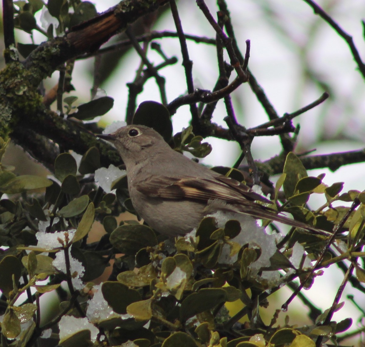 Townsend's Solitaire - ML542351581
