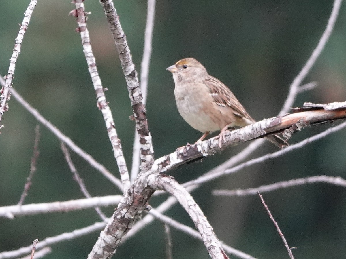 Golden-crowned Sparrow - ML542351601