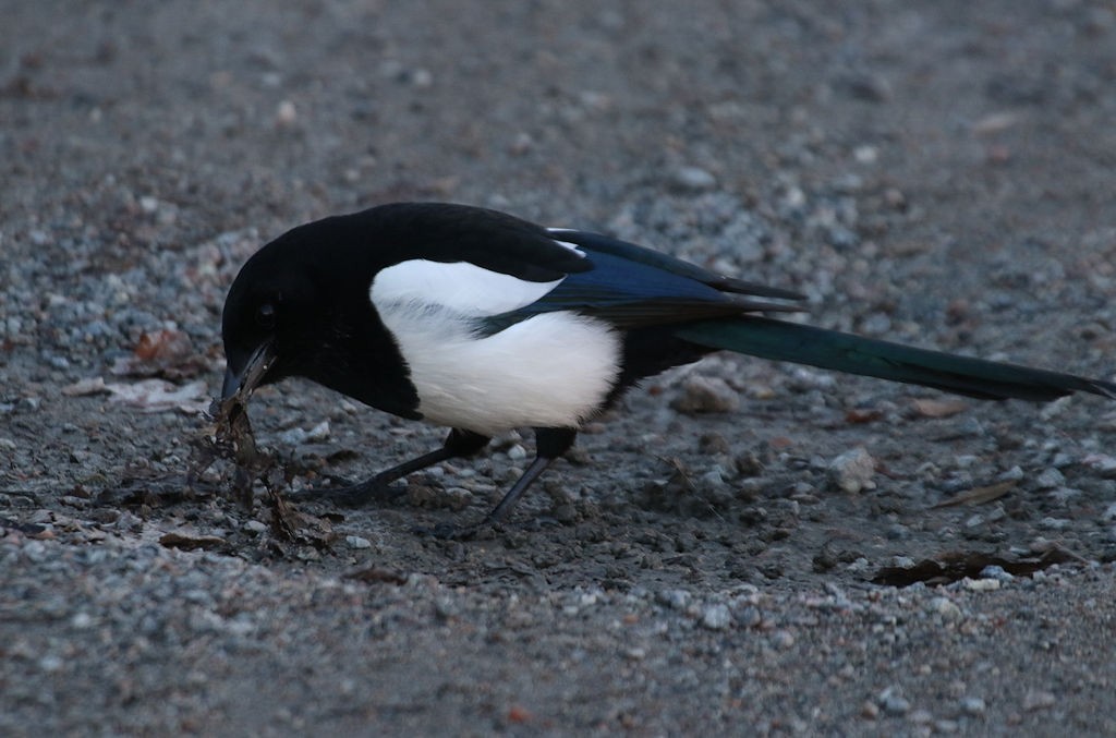 Eurasian Magpie - ML54235261