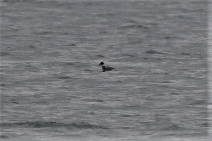 Eared Grebe - ML542353591