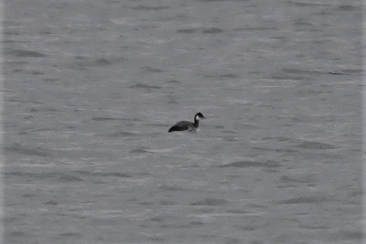 Eared Grebe - Mark Miller