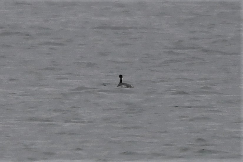 Eared Grebe - ML542353641