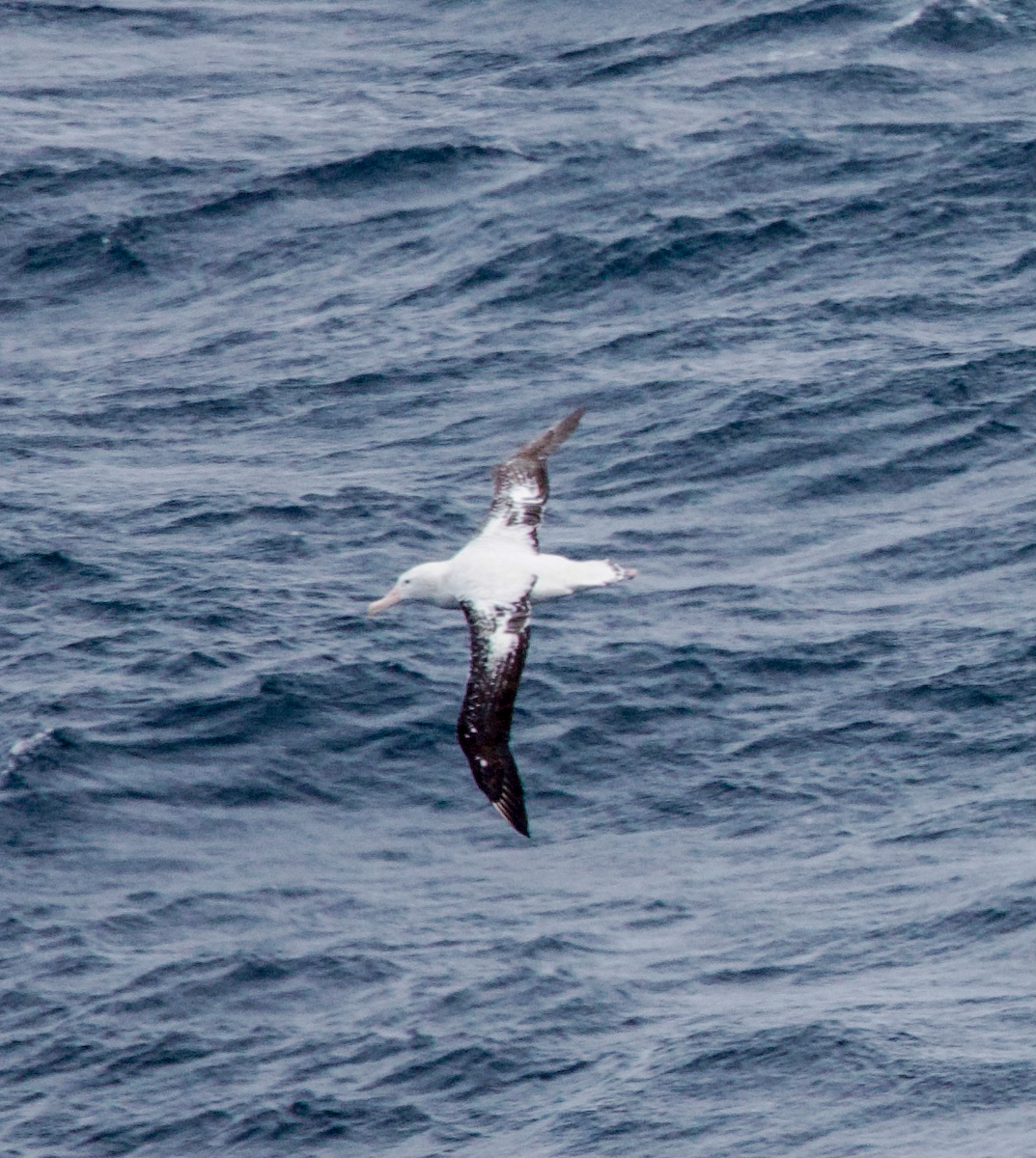 albatros stěhovavý/tristanský/jižní - ML542355531