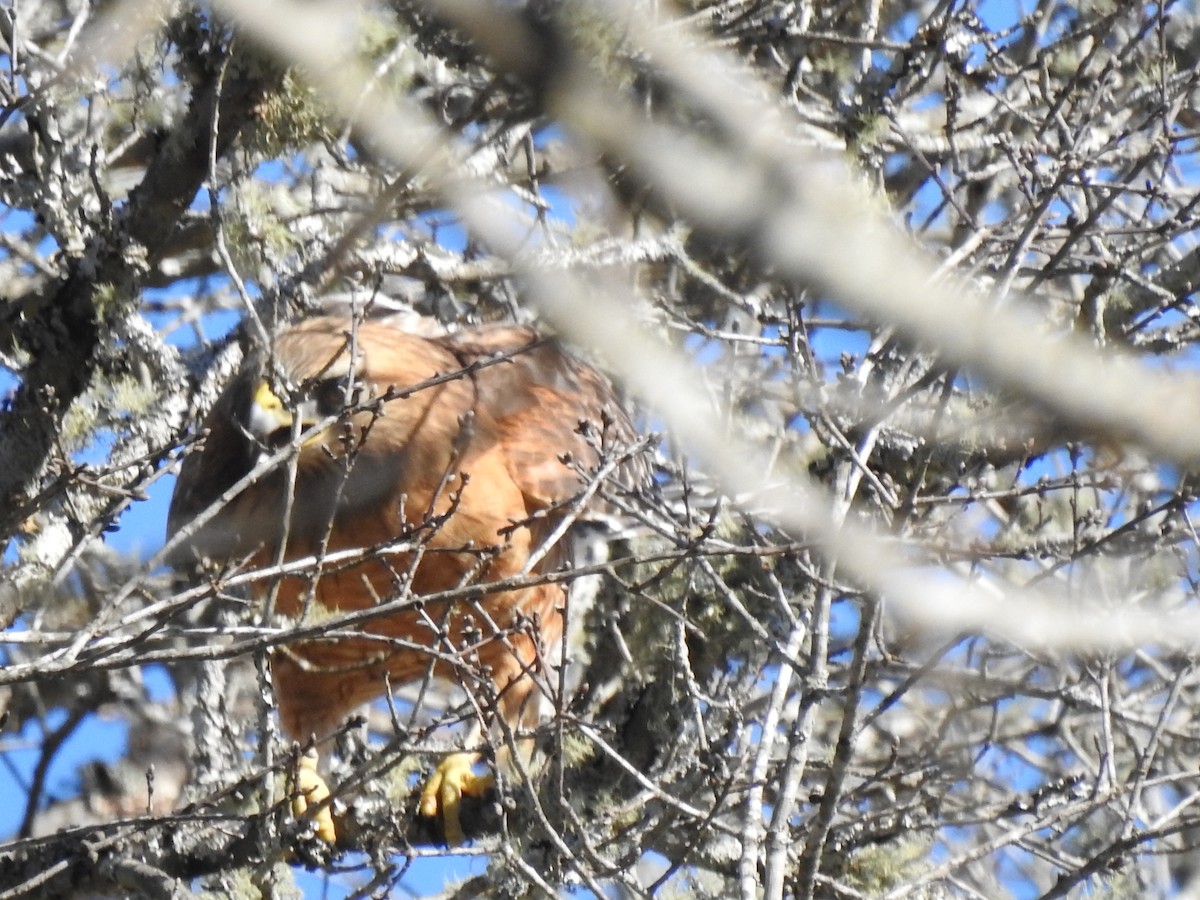 Red-shouldered Hawk - ML542357831